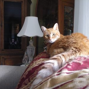 Meet your Posher, Pat